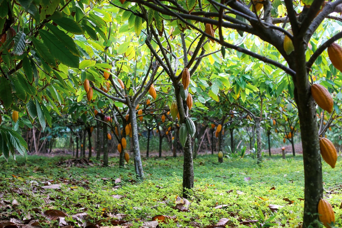 Chocolate cacao tree farm with green, yellow, orange, and red cocoa pods hanging on trees with a lush green floor