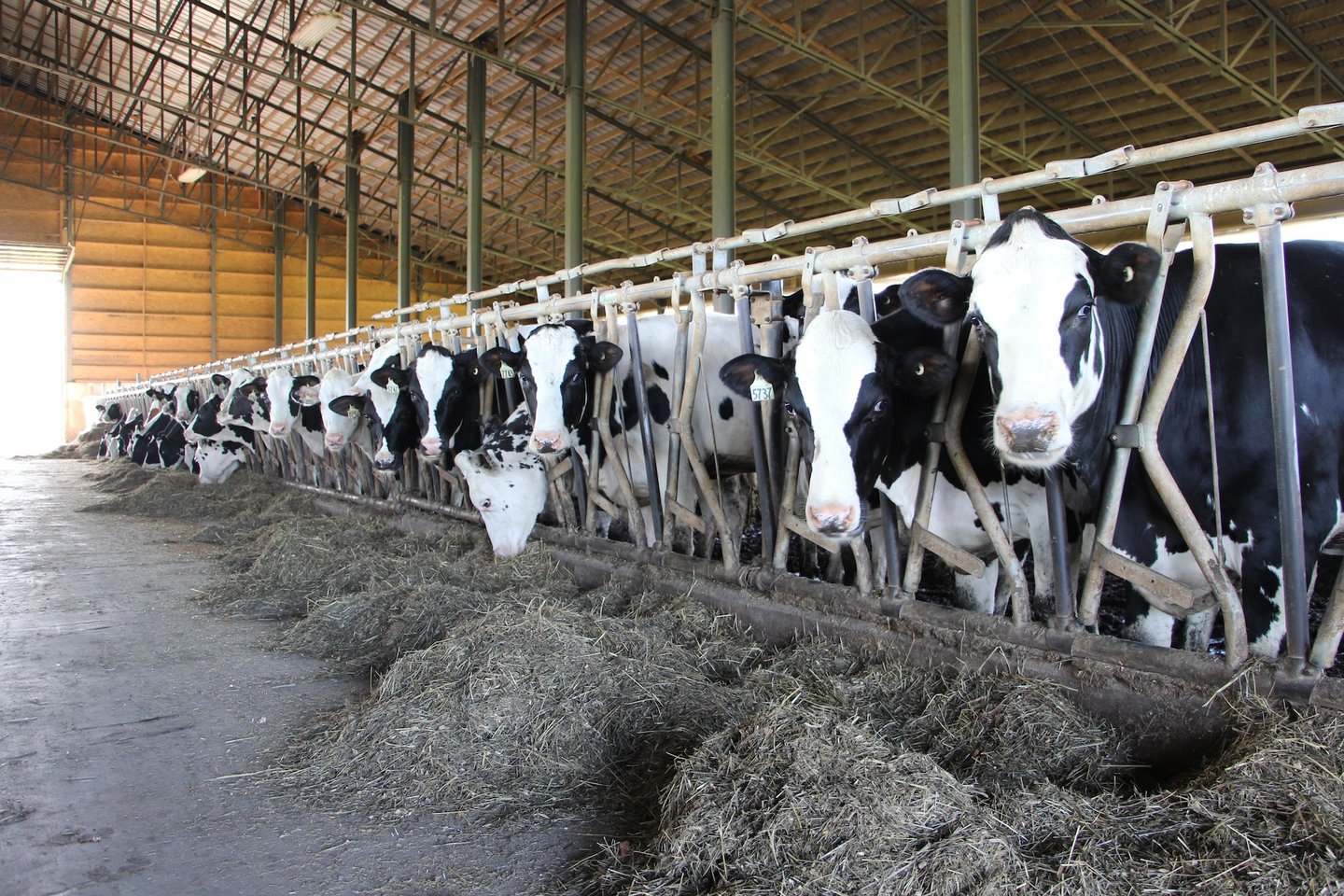 Dairy Farm 