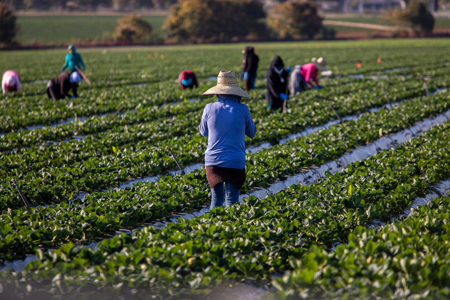 Woman farm worker in large straw hat standing in strawberry field with other farms workers and rows of strawberry plants in background