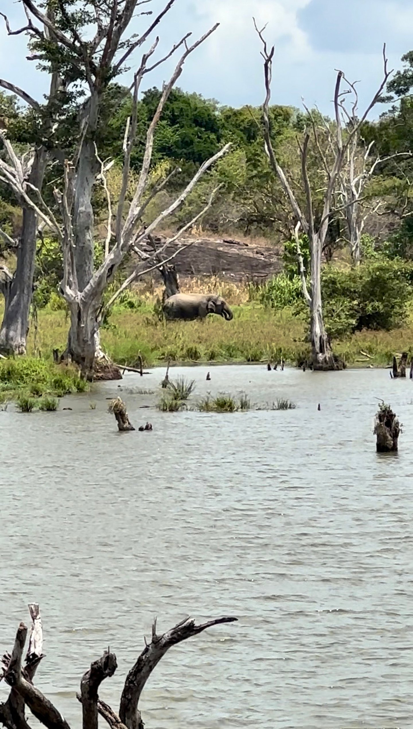 Cha’s Organics funds watershed restoration projects in Sri Lanka to protect wild elephant habitats through its coconut milk sales.