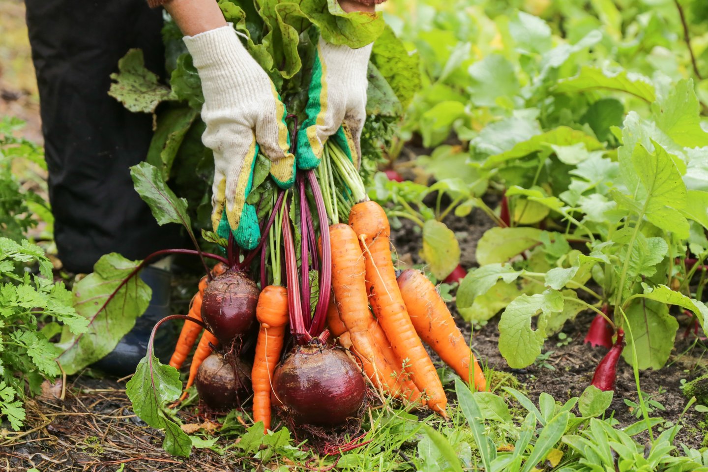 farmer harvesting fresh vegetables