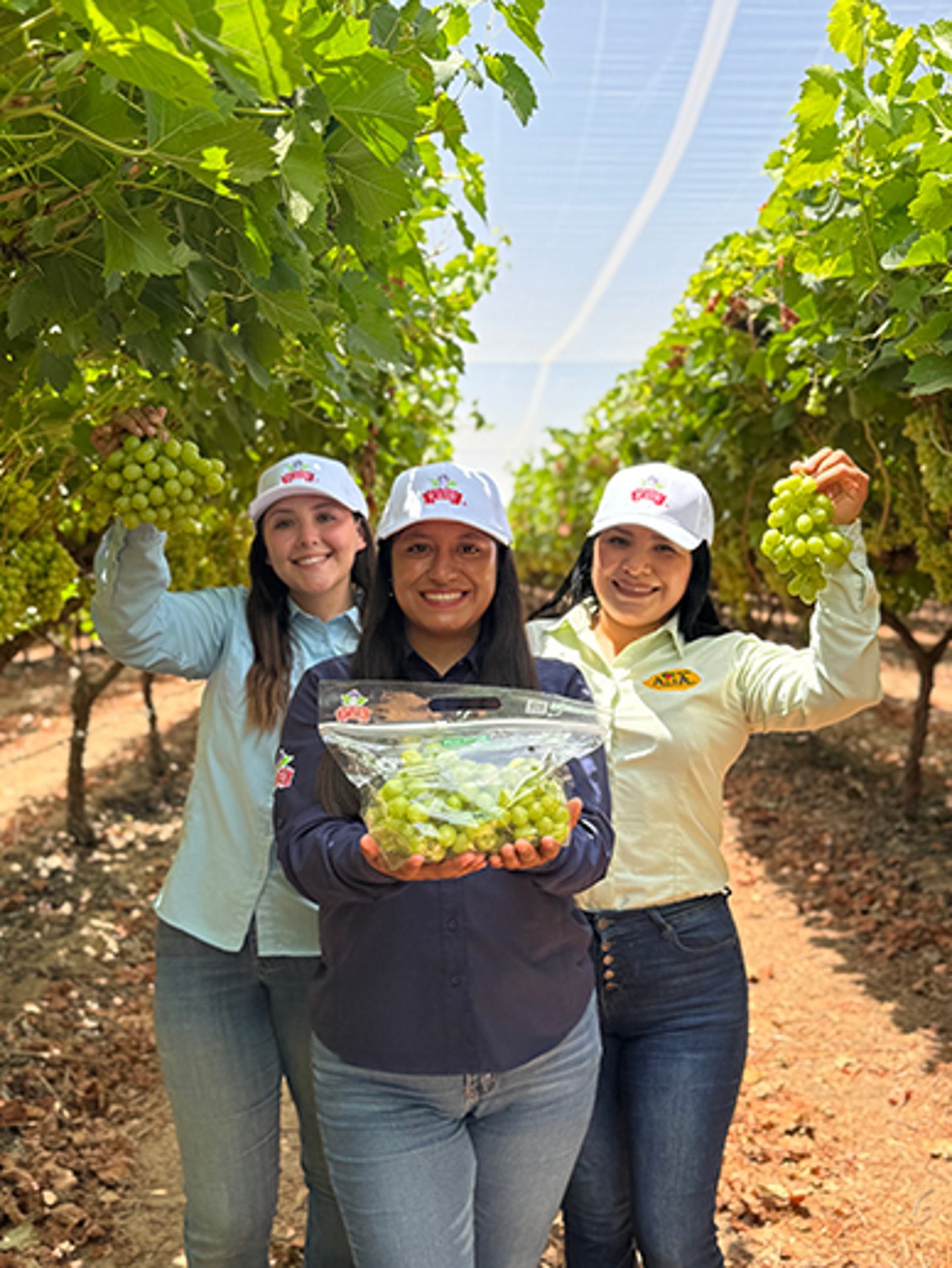 Ladies picking grapes