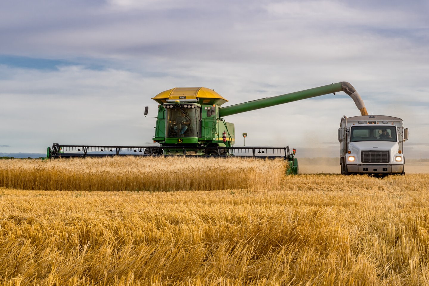 Swift Current, SK, Canada- Sept 8, 2019: Combine unloading wheat into grain truck at golden hour; Shutterstock ID 1499228411