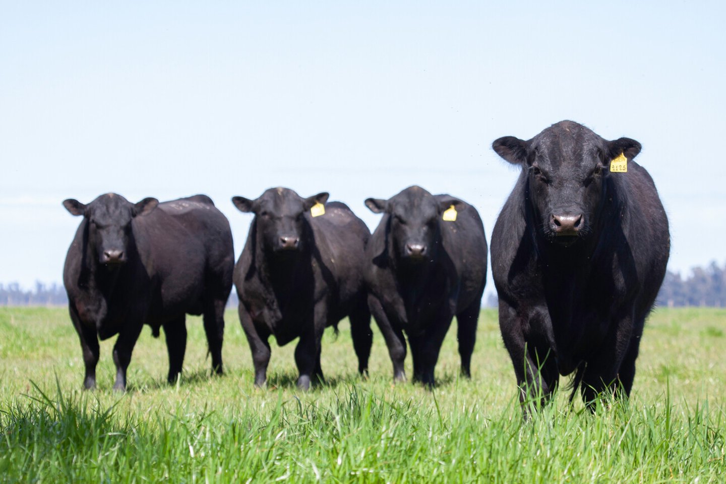 Farming Ranch Angus and Hereford Cattle; Shutterstock ID 1147701242