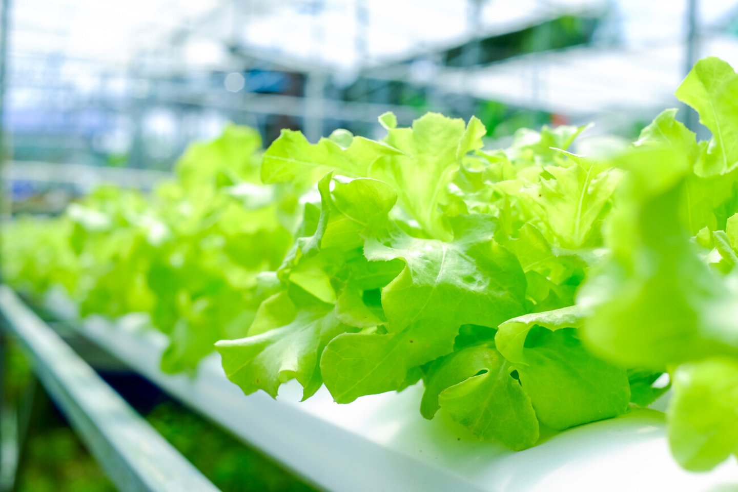 Hydroponics vegetable farm; Shutterstock ID 1232567038
