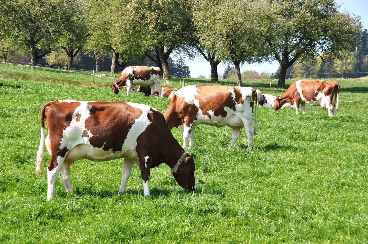 Cows in Emmental region, Switzerland; Shutterstock ID 140239036