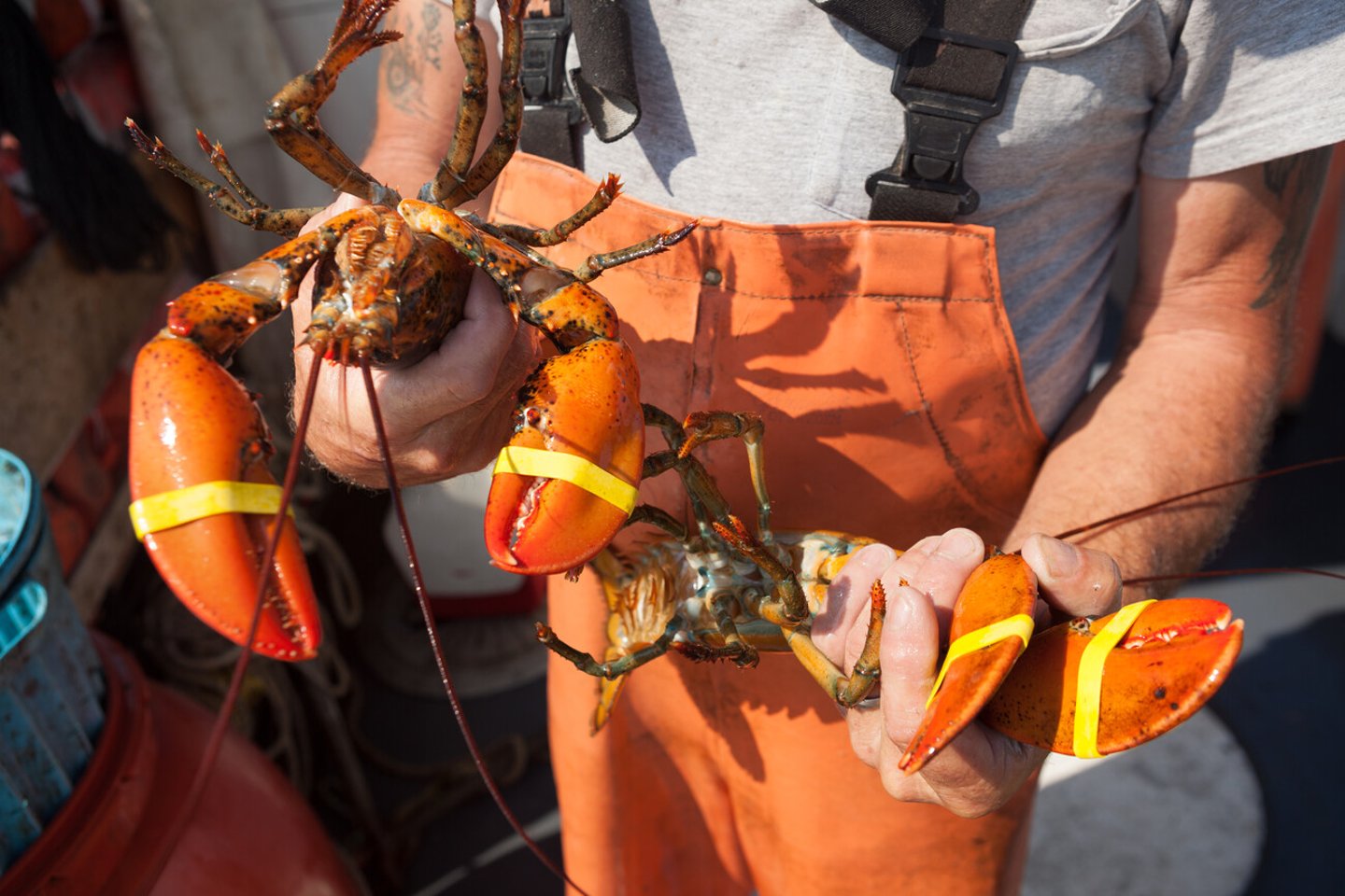 Man holding two yellow banded lobsters, Maine, USA; Shutterstock ID 154030238