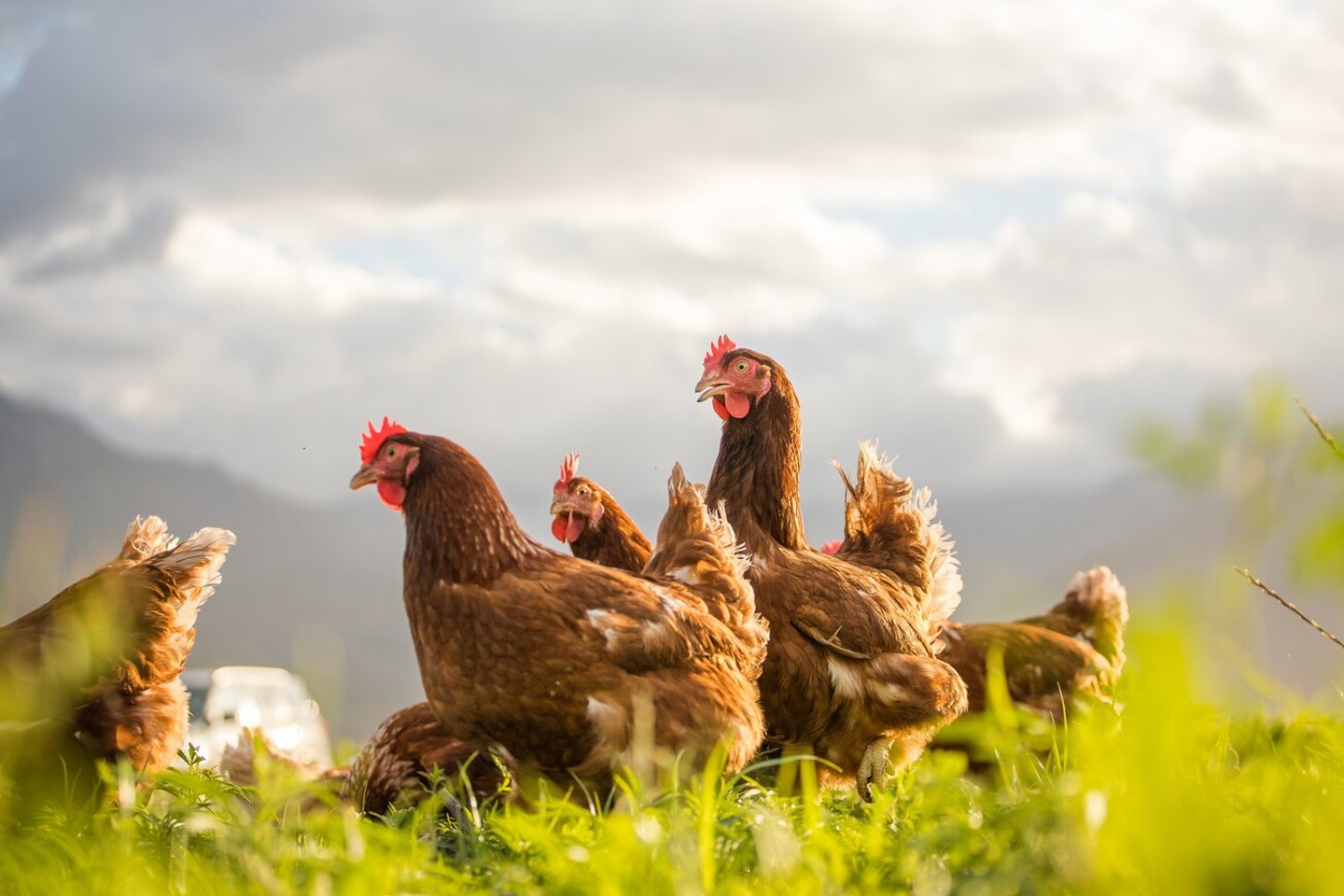 This beautiful image showcases free-range egg-laying chickens in both a field and a commercial chicken coop. The photograph captures the natural beauty of these birds and their living environment.; Shutterstock ID 2302119921