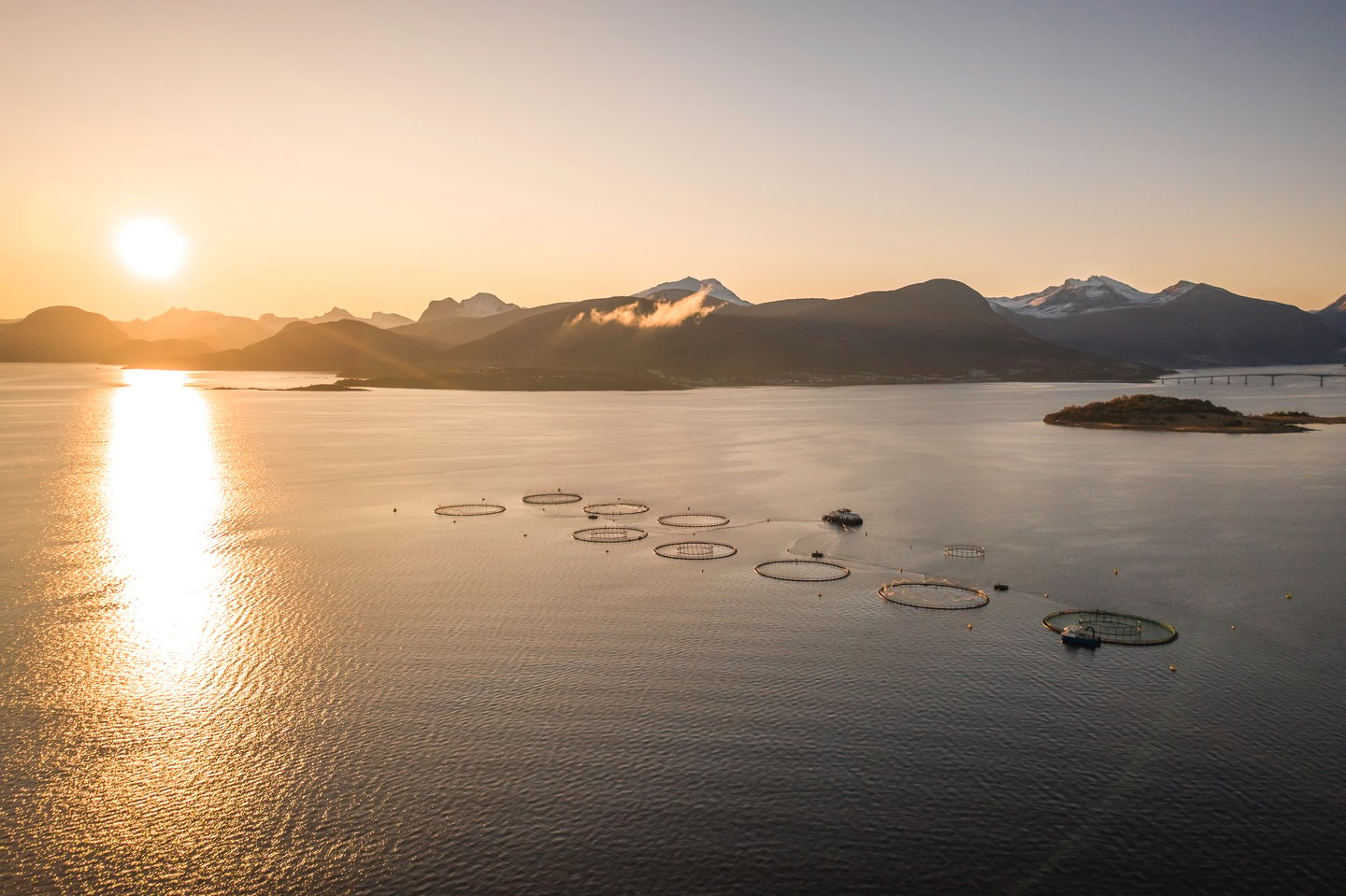 norway cod farm