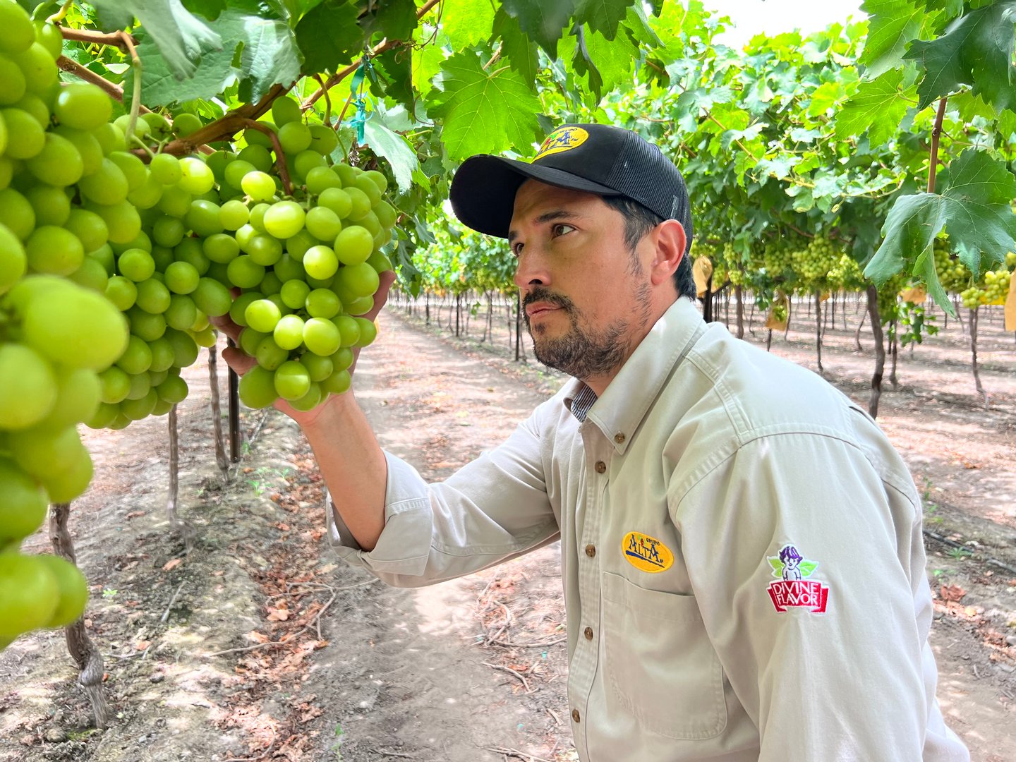 Alán Aguirre Camou, Chief Marketing Officer, Divine Flavor, LLC looking at grapes growing on a vine