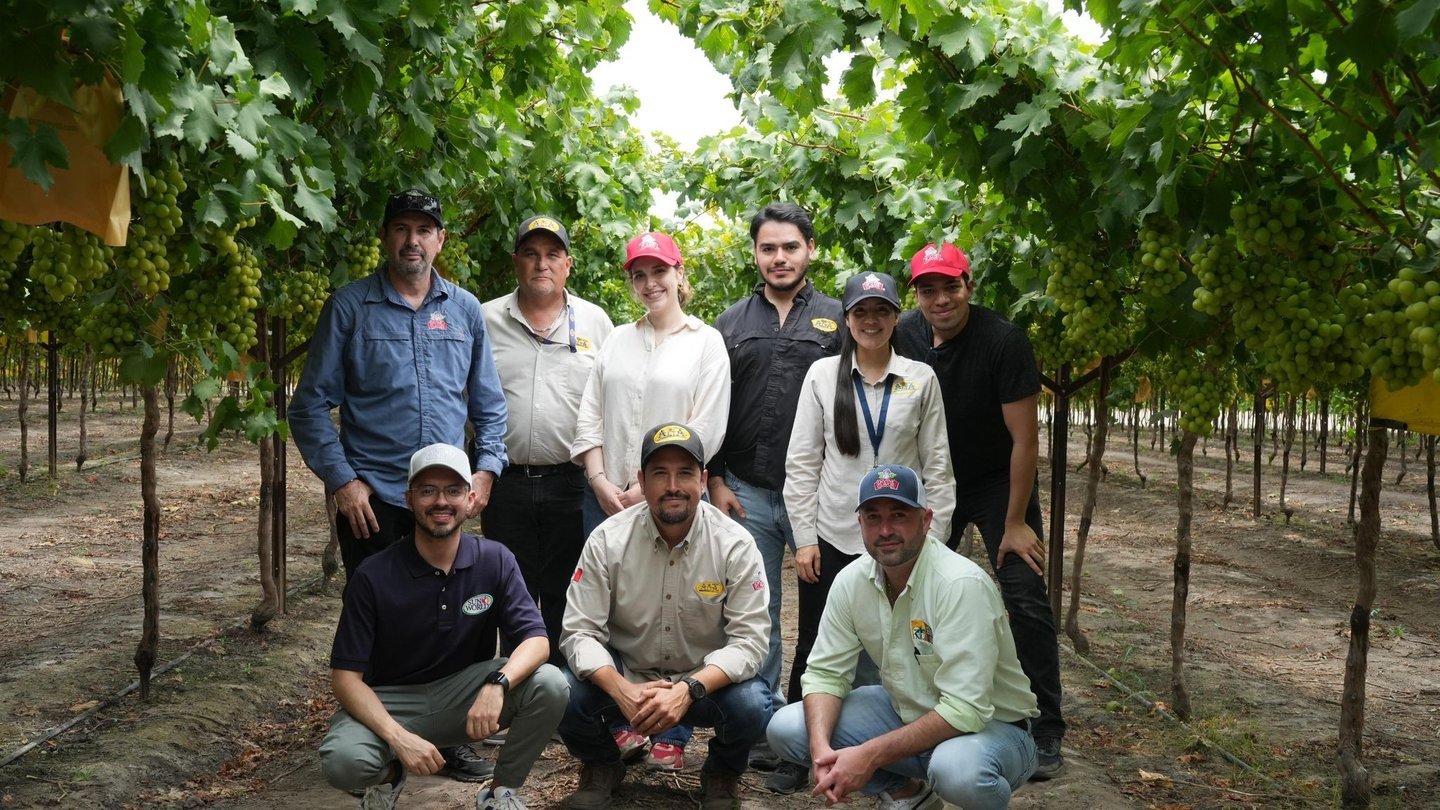 Group of me and women standing among grape-bearing plants