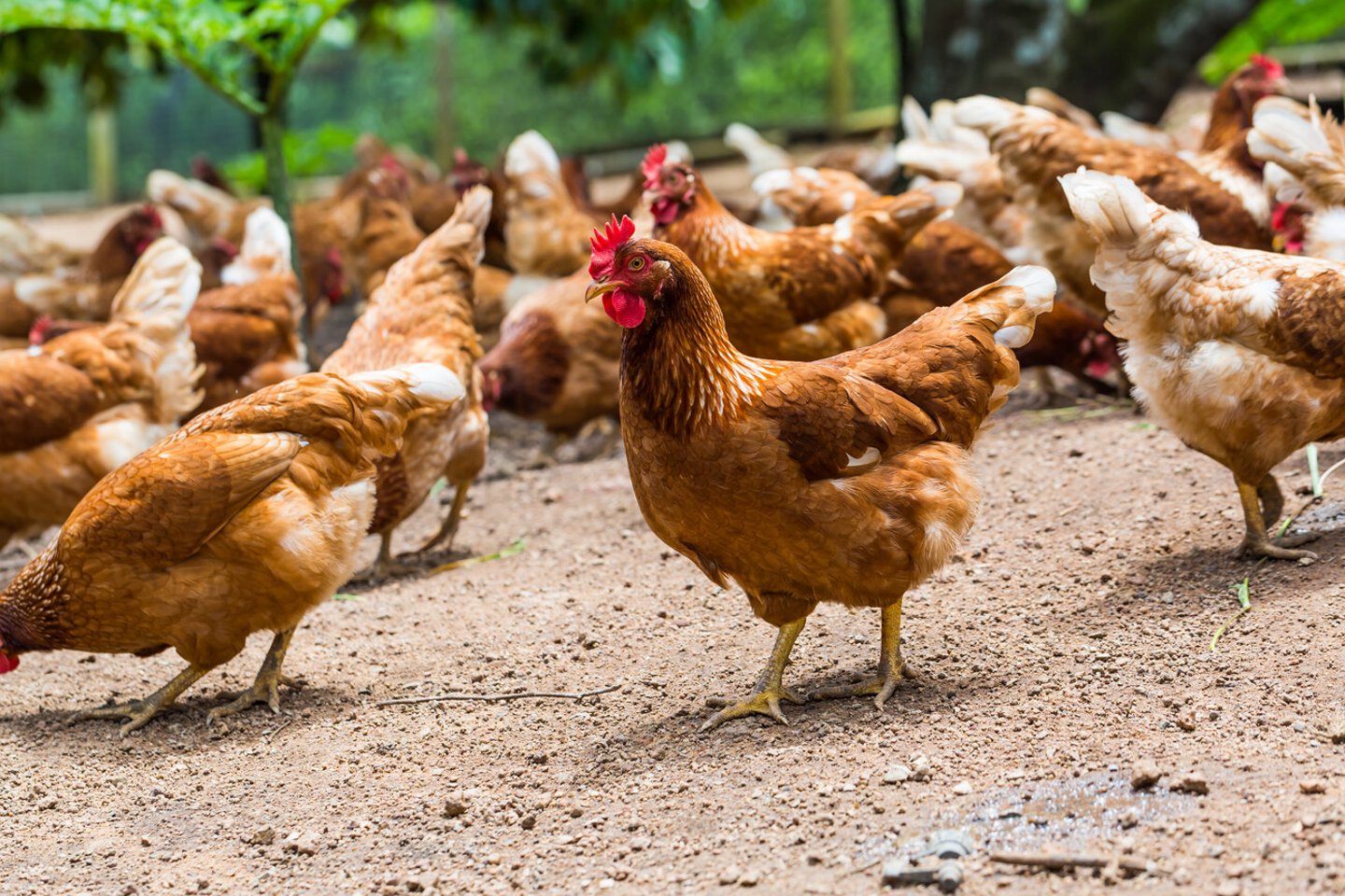 Happy hens in cage free or free range and antibiotic free and hormone free farming; Shutterstock ID 204241852