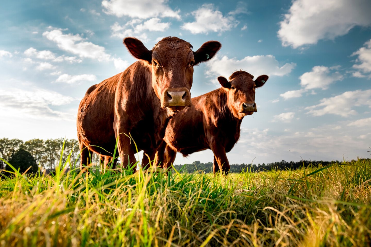 Beefmaster cattle standing in a green field; Shutterstock ID 1125122375