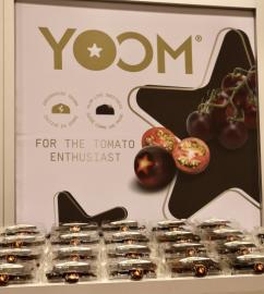 Yoom Tomato - Nature Fresh Farms