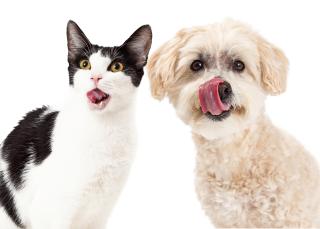 Funny image of a dog and cat licking lips while looking at the camera
