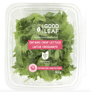 GoodLeaf Farms Ontario Crisp Lettuce