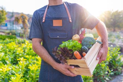 Man Farmer Holding Fresh Ripe Vegetables in Wooden Box in Garden DayLight Healthy Life Autumn Spring Harvest Concept Copy Space.