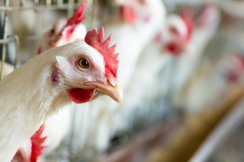 a closeup of a white chicken in a coop