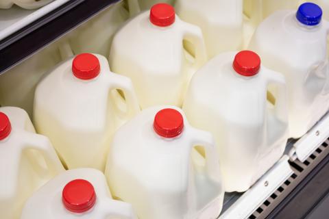 Several gallon jugs of milk for sale at the local grocery store