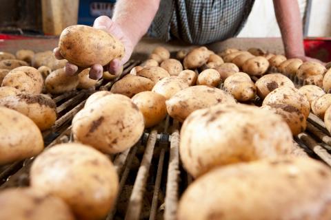A close up shot of a farmer's hand holding potato above a conveyor belt.