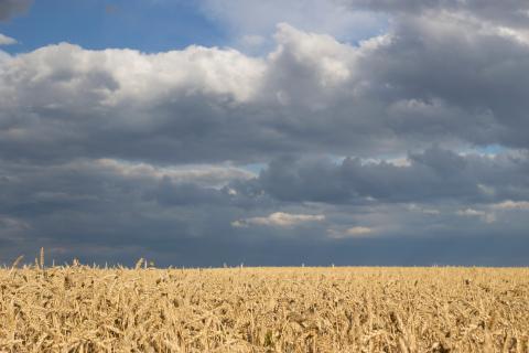 Ukraine. A field of wheat in August. Summer time. Spikelets of wheat close up. Blue sky, clouds over the field. It's going to rain.