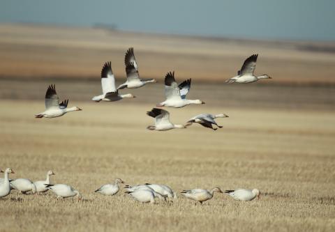 Shutterstock snow geese