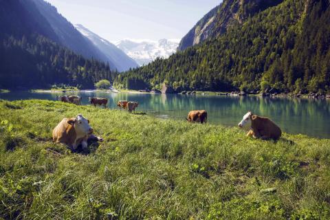 Cows lying in a field