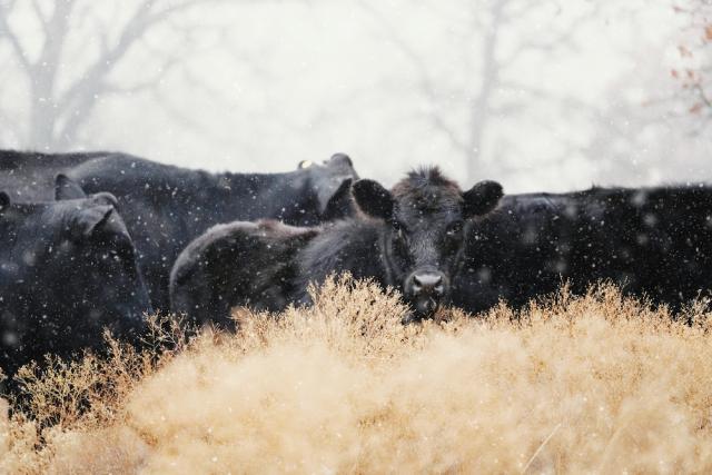 China, Philippines halt Canadian beef imports after case of mad cow ...