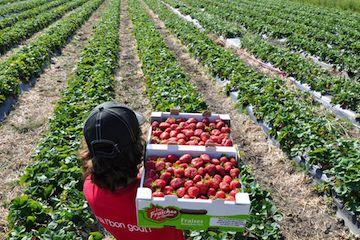 Sobeys Quebec Kicks Off Strawberry Season 