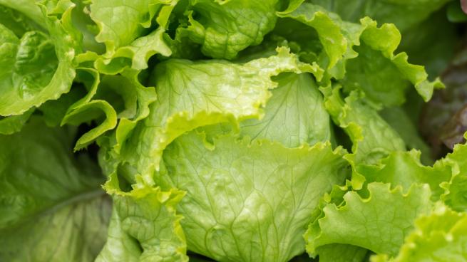 lettuce