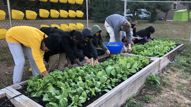 People working in a community garden