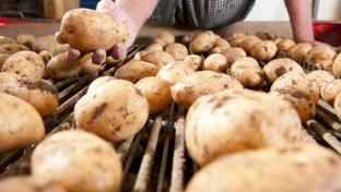 A close up shot of a farmer's hand holding potato above a conveyor belt.