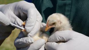 Avian flu - bird being tested 