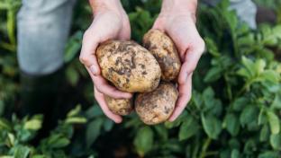 potato farmer